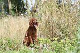 SETTER IRLANDAIS 090